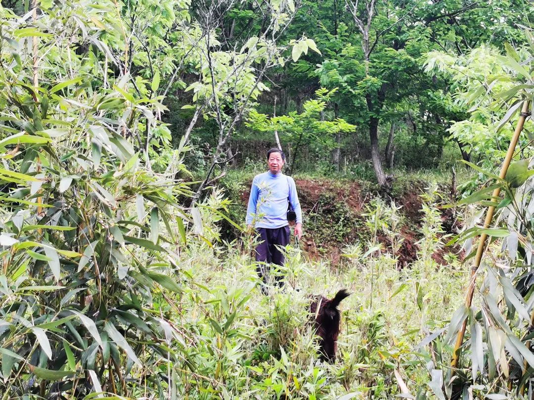 土山羊养殖致富_养土山羊的利润与成本_致富经山羊养殖技术视频