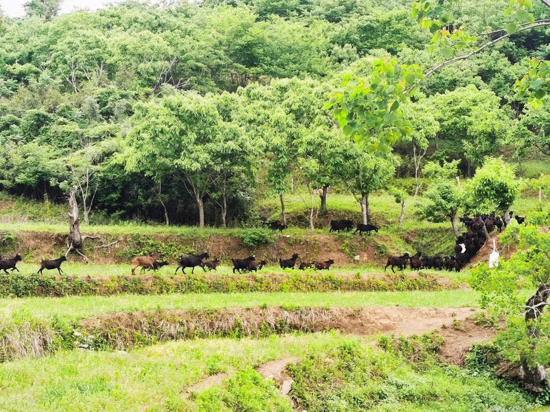 养土山羊的利润与成本_致富经山羊养殖技术视频_土山羊养殖致富