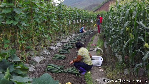 紫姜跟生姜有什么区别