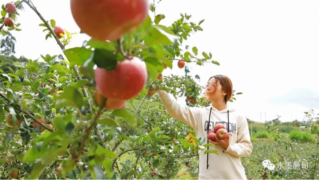 致富种植果苹果图片大全_致富种植果苹果图片_苹果种植致富果