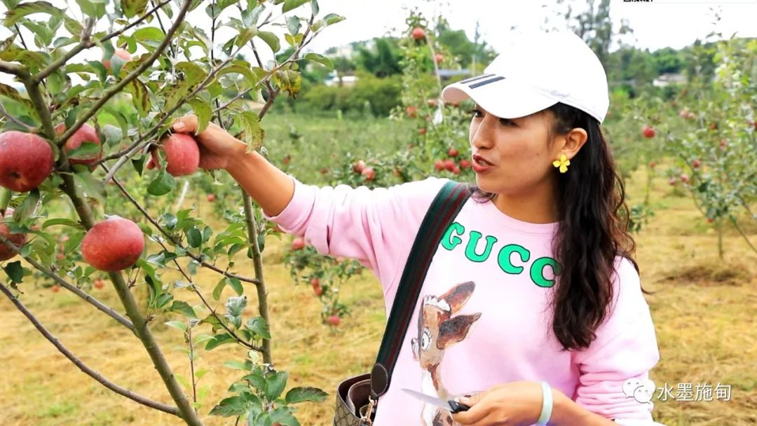 致富种植果苹果图片_致富种植果苹果图片大全_苹果种植致富果