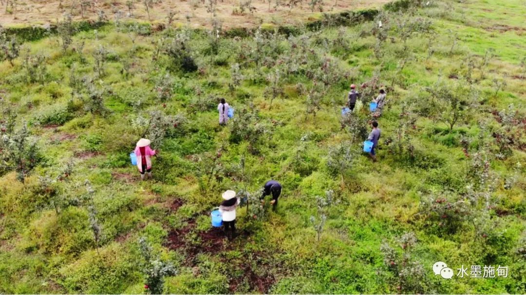 致富种植果苹果图片大全_致富种植果苹果图片_苹果种植致富果