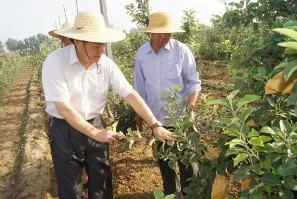 致富种植果苹果图片大全_苹果致富果种植_种植苹果致富的人