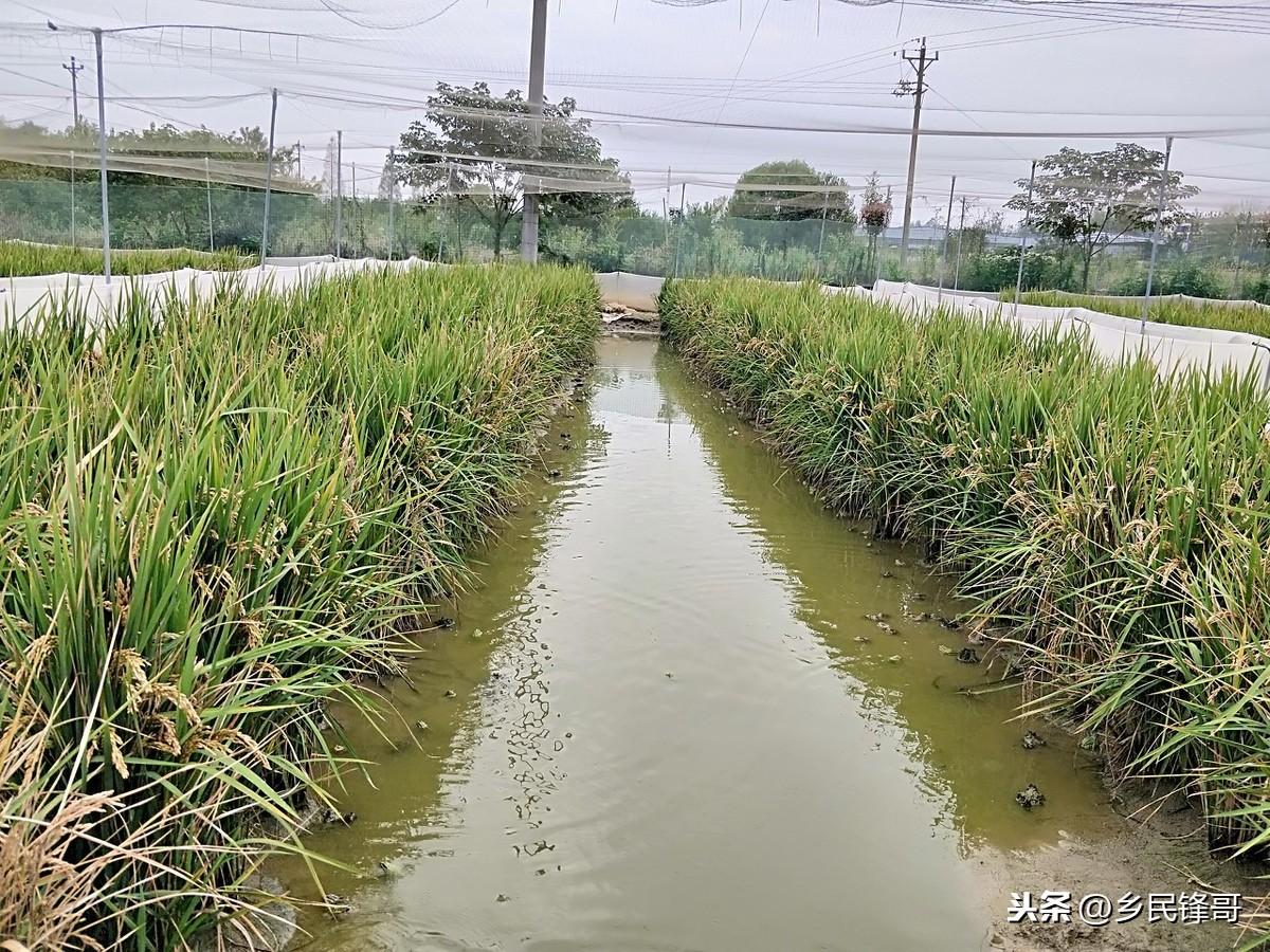 流动水养殖_流水养殖池设计图_巡还微流水养殖技术