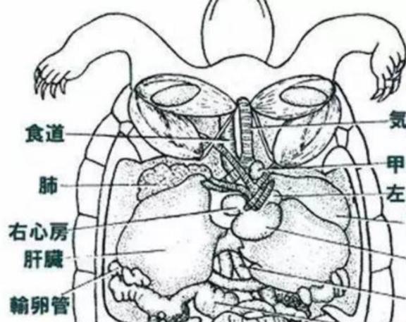 海龟养殖技术视频_养殖海龟需要什么手续_养海龟的视频