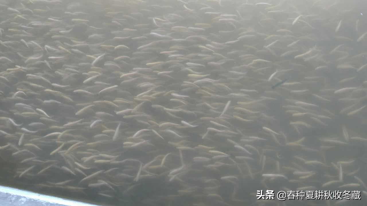 流水养殖体系_流水式养殖_巡还微流水养殖技术