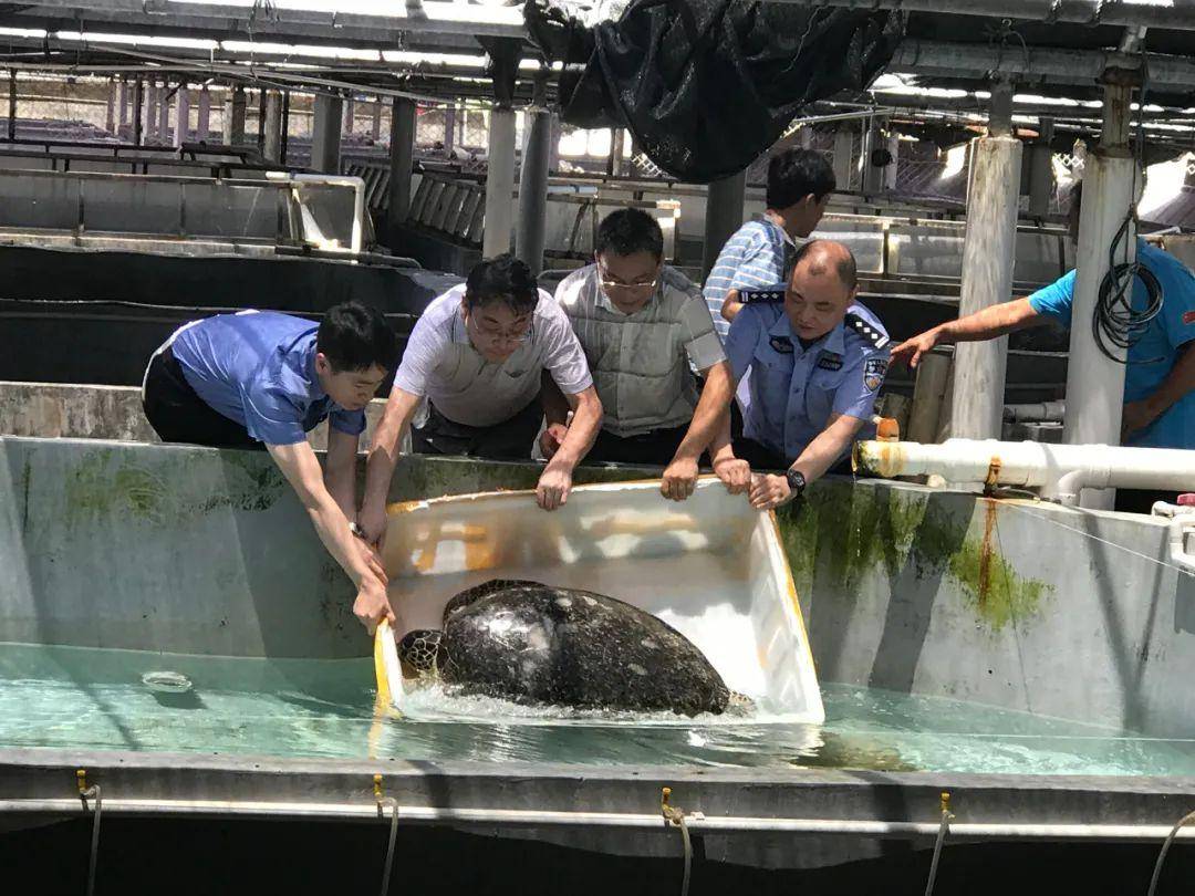 海龟养殖技术视频_视频养殖海龟技术教程_视频养殖海龟技术视频教程