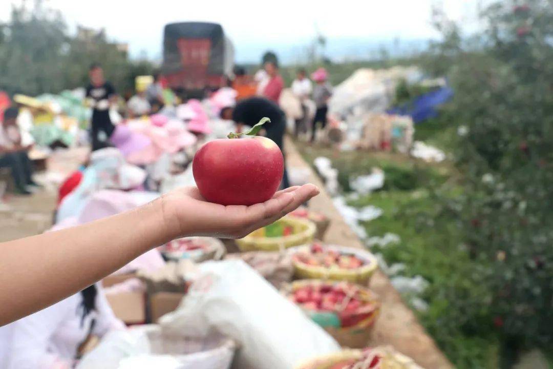 苹果致富果种植_种植苹果致富的人_致富种植果苹果图片大全