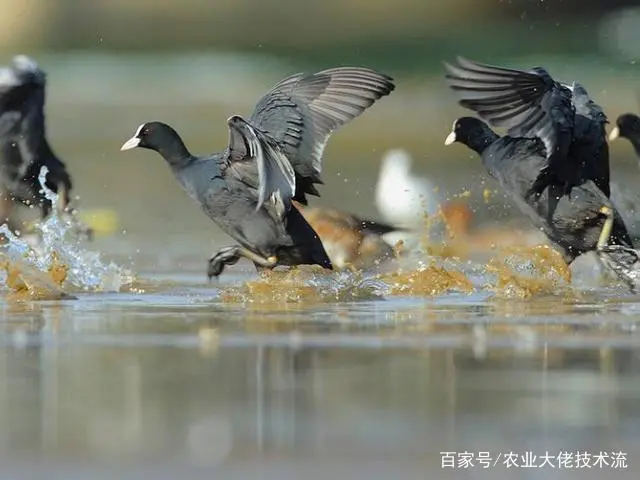 养鸡致富经_致富养殖鸡贵不贵呀_养殖最贵鸡致富