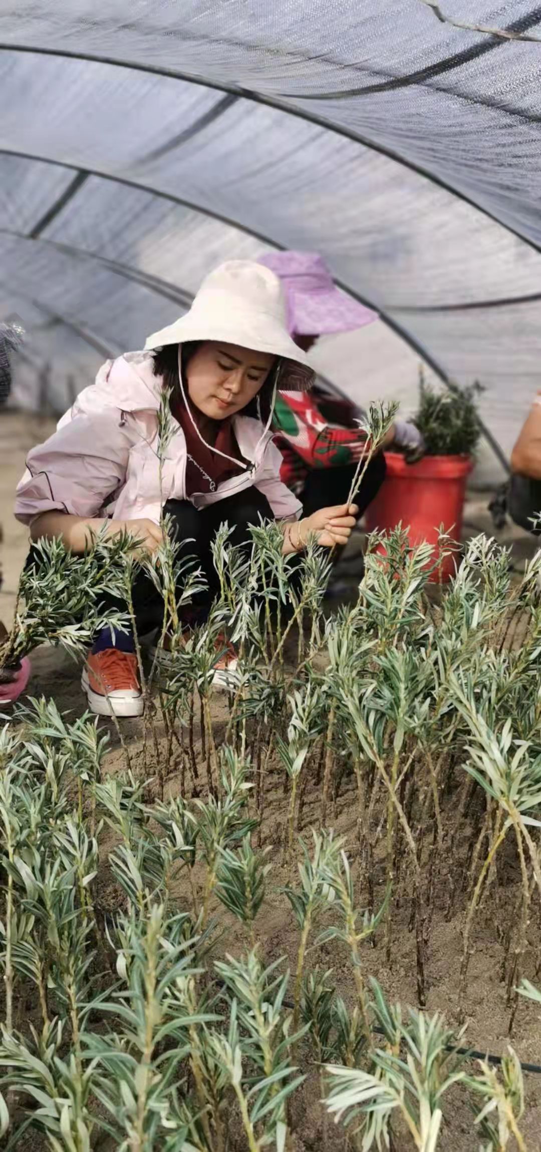 许昌种植结构_许昌种植致富果_许昌种植什么作物