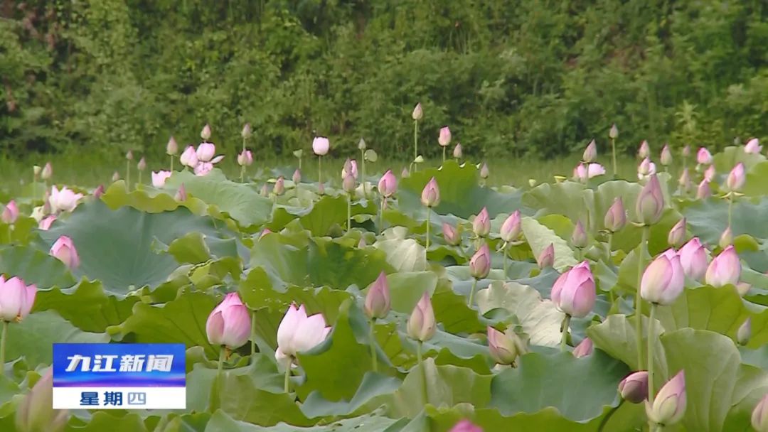 种植致富农村项目大全_种植致富项目宁县_农村致富新项目种植业