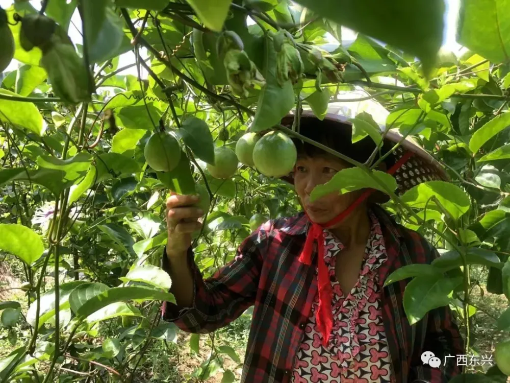 许昌种植致富果_许昌种菜_许昌果树苗木基地