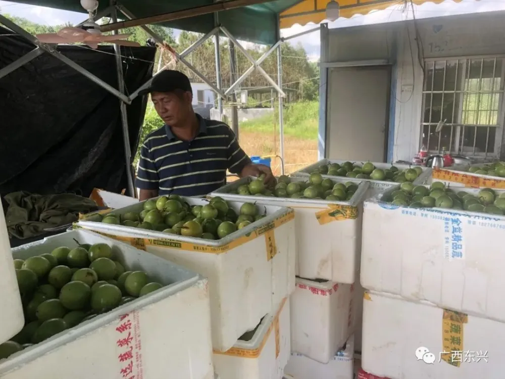 许昌果树苗木基地_许昌种菜_许昌种植致富果