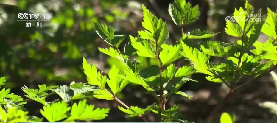 种植党参的利润_2020年党参种植前景_党参种植致富项目