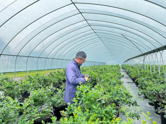 许昌种植什么作物_许昌种菜_许昌种植致富果