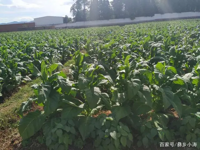 烤烟种植简单吗？看完它的种植周期你就不会那么说了