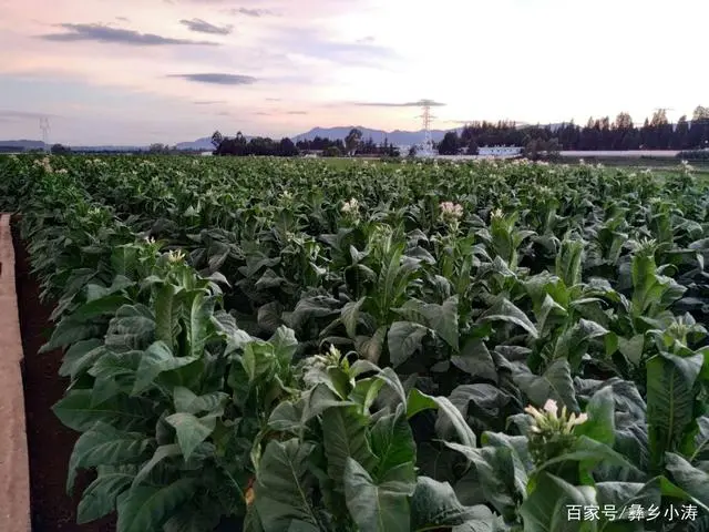 烤烟种植助力乡村振兴_农村种植烤烟致富_致富种植农村烤烟的意义