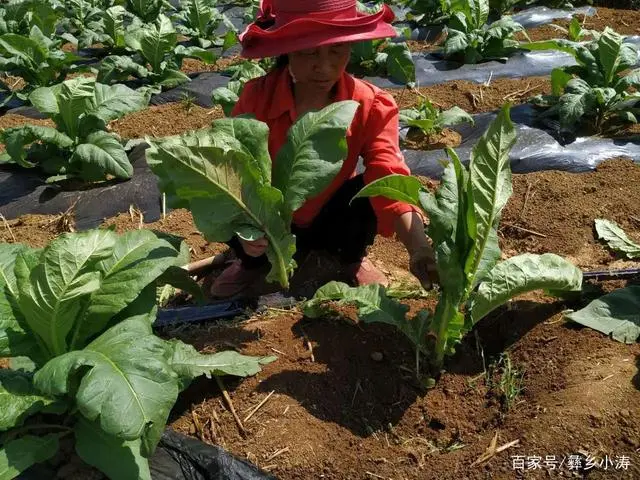 致富种植农村烤烟的意义_烤烟种植助力乡村振兴_农村种植烤烟致富