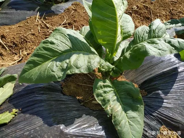 烤烟种植助力乡村振兴_致富种植农村烤烟的意义_农村种植烤烟致富