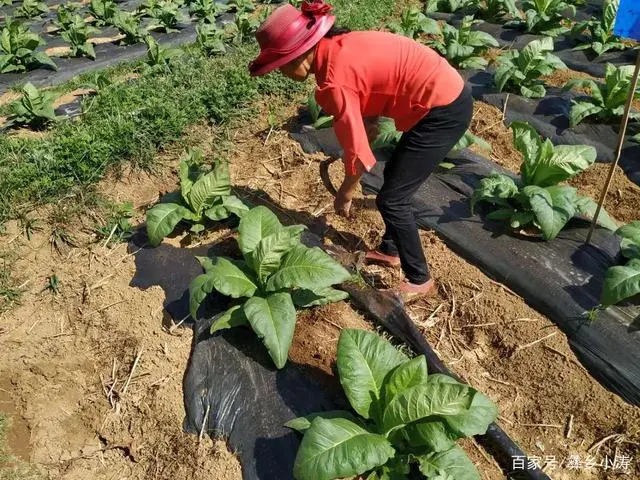 农村种植烤烟致富_致富种植农村烤烟的意义_烤烟种植助力乡村振兴