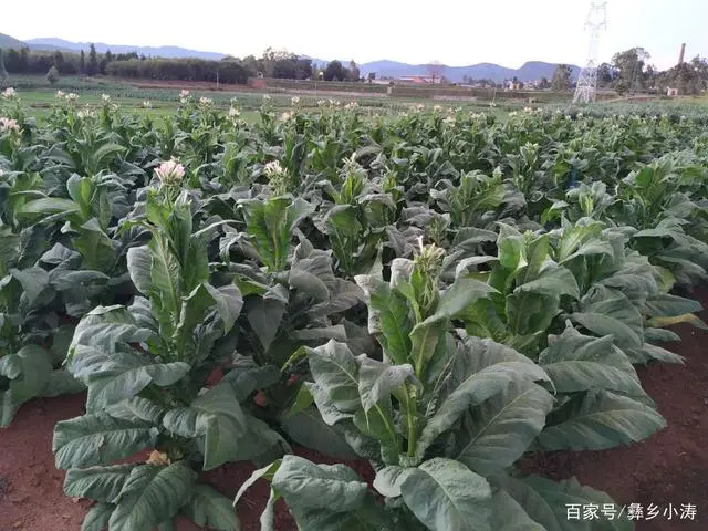 烤烟种植助力乡村振兴_致富种植农村烤烟的意义_农村种植烤烟致富