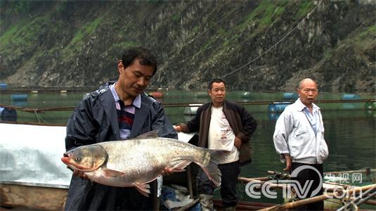 “鱼痴”的惊喜财富