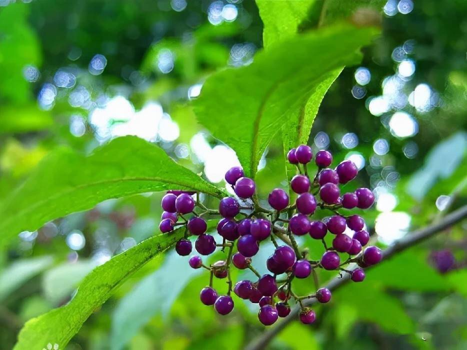 致富经蓖麻种植视频_种蓖麻.致富经_种植蓖麻效益怎么样