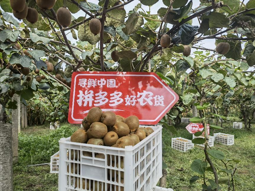 种下猕猴桃结出“致富果”，“超级农货节”助力周至特产飞向千万家