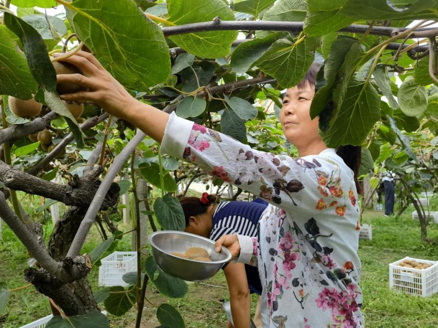 许昌种植致富果_河南许昌蔬菜种植基地_许昌种菜