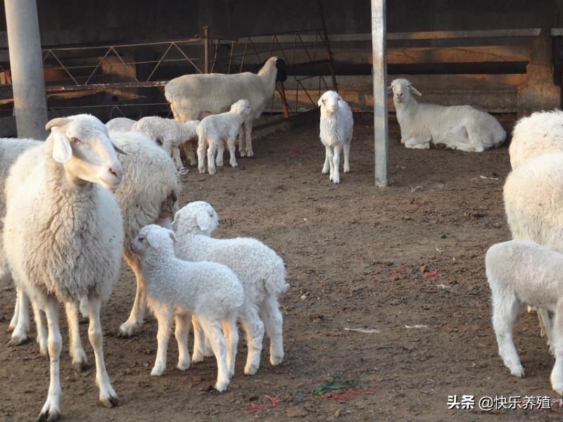 养殖羊羔管理技术规范_羊羔养殖技术与管理_养殖羊羔管理技术规程