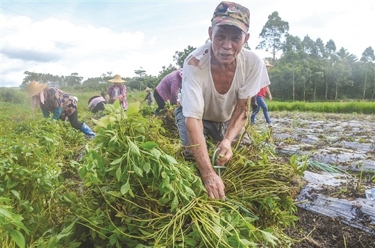 饶平县联饶镇潮刘村: 中草药种植成“扶贫致富方”