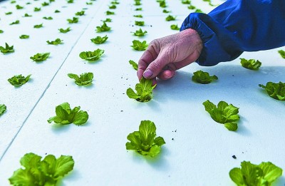 优质粮食工程典型经验交流_优质粮食工程总结_粮食产业发展典型经验材料