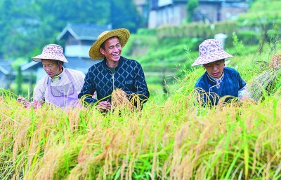 粮食产业发展典型经验材料_优质粮食工程典型经验交流_优质粮食工程总结