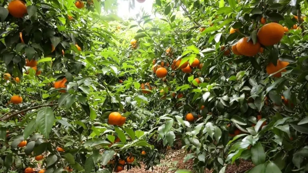 致富柑橘种植宝箱图片_致富宝种植柑橘_种植柑橘赚钱吗