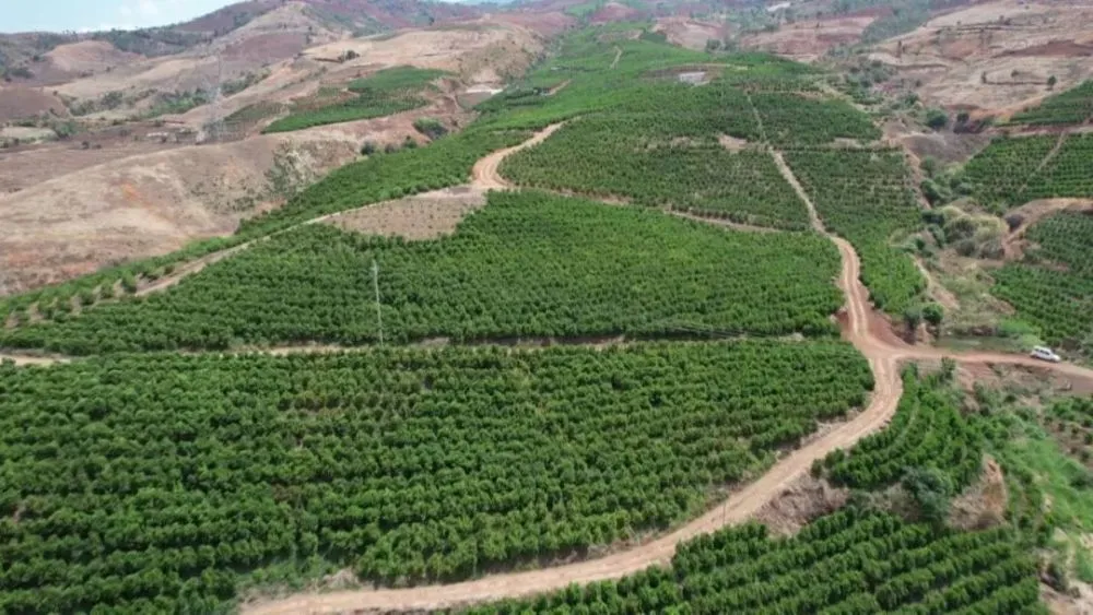 致富柑橘种植宝箱图片_致富宝种植柑橘_种植柑橘赚钱吗