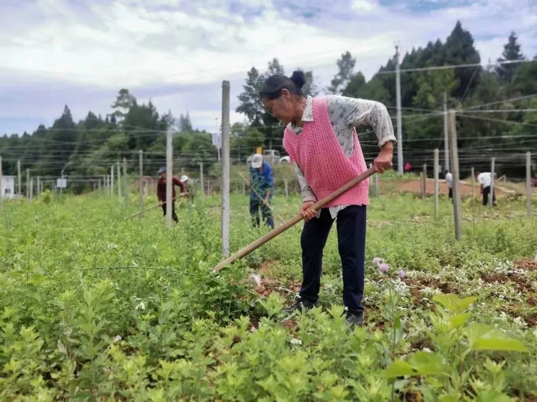 农村致富新项目养殖_农村致富种植养殖技术_种植农村养殖致富