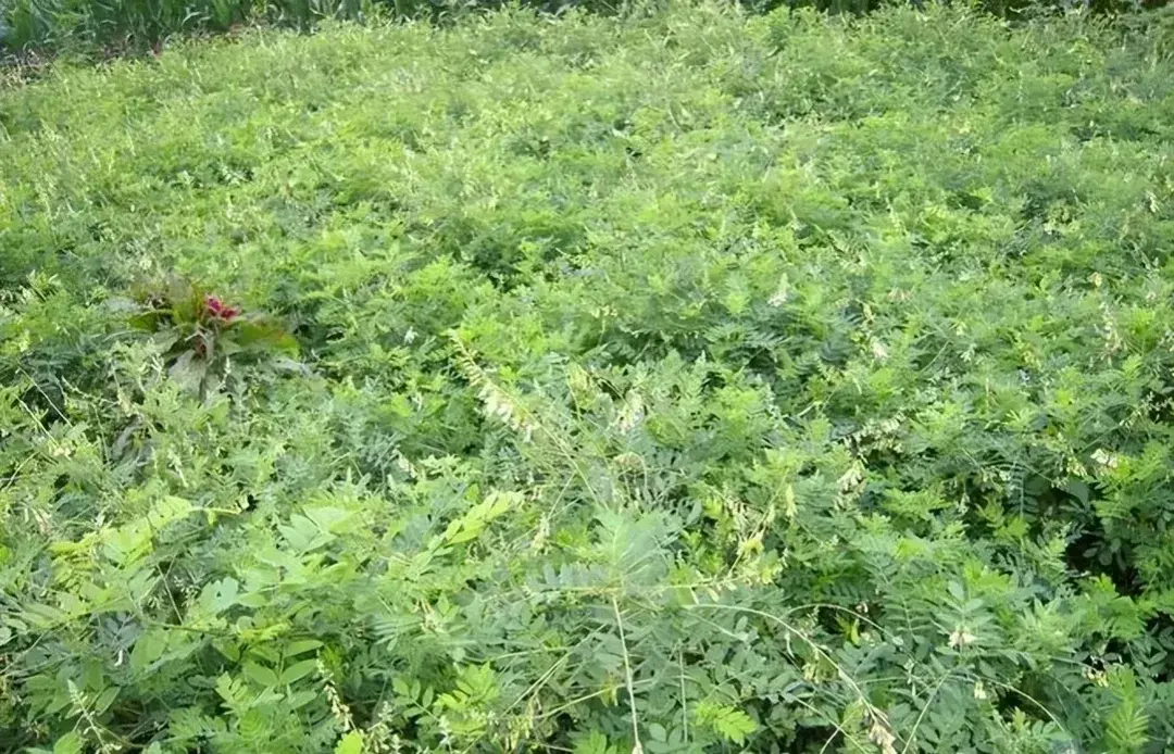 中药材种植致富经_种植药材致富典型_致富药材典型种植地