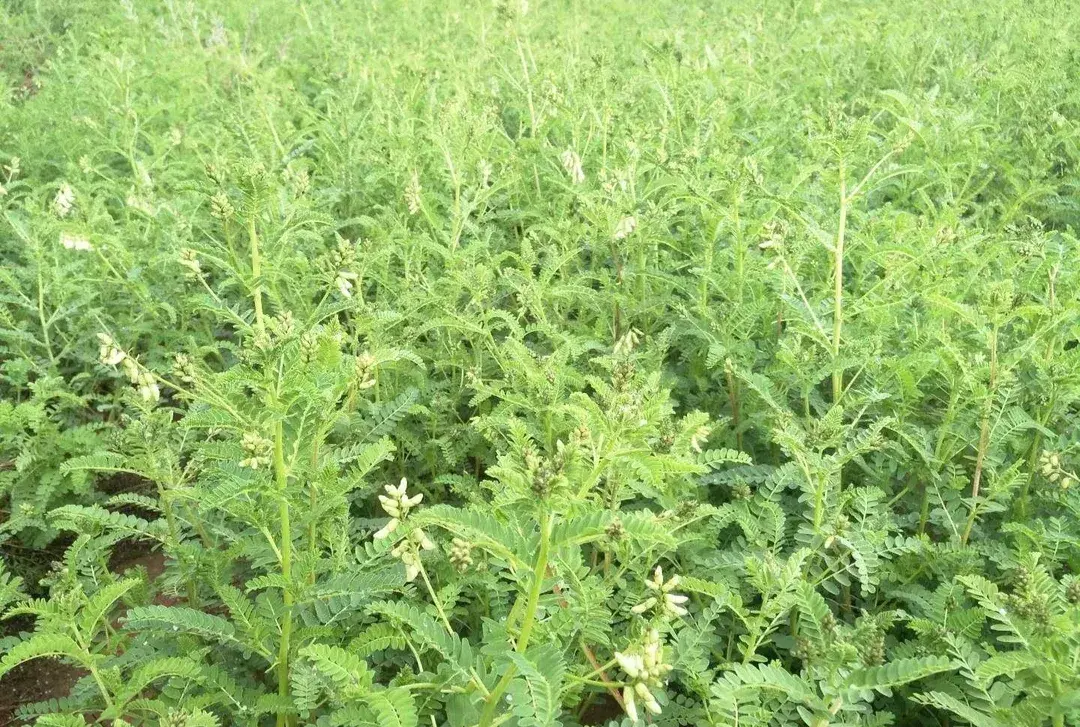 中药材种植致富经_致富药材典型种植地_种植药材致富典型