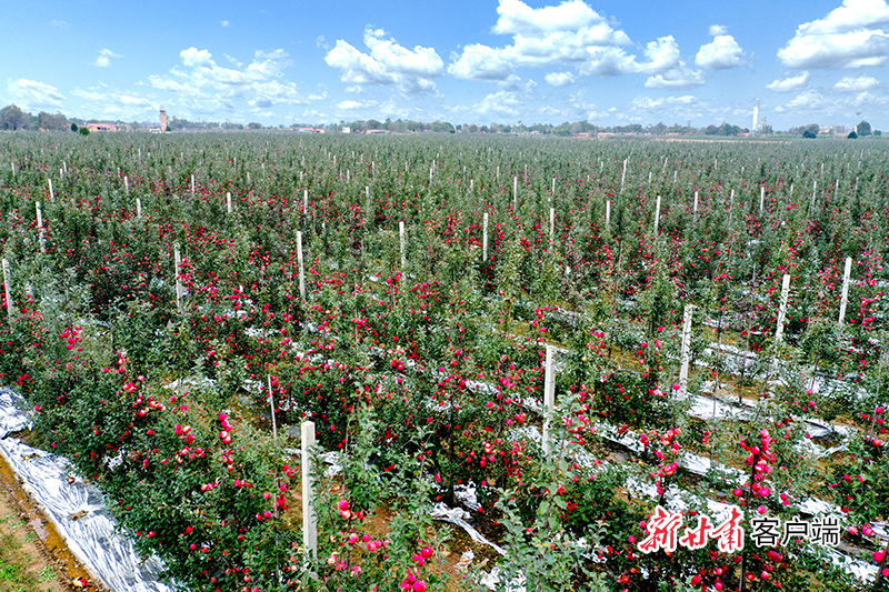 甘肃齐翔农业科技有限公司千亩矮砧密植示范园.jpg