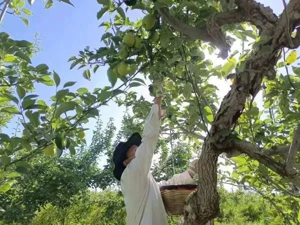 许昌种菜_许昌种植致富果_许昌种植什么作物