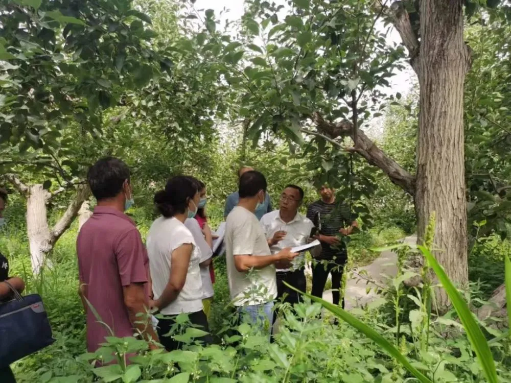 许昌种植致富果_许昌种植什么作物_许昌种菜