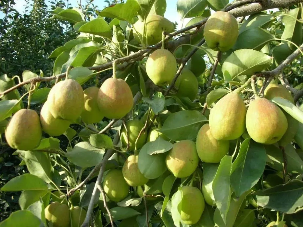 许昌种菜_许昌种植什么作物_许昌种植致富果