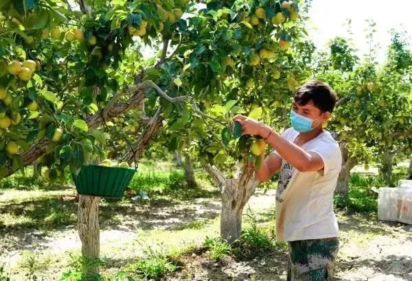 许昌种植什么作物_许昌种菜_许昌种植致富果