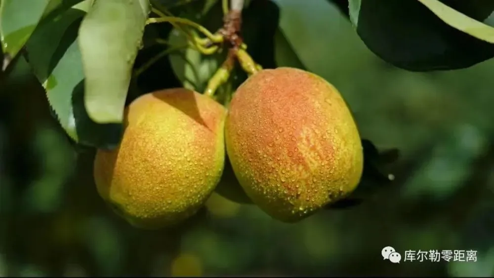 许昌种菜_许昌种植什么作物_许昌种植致富果