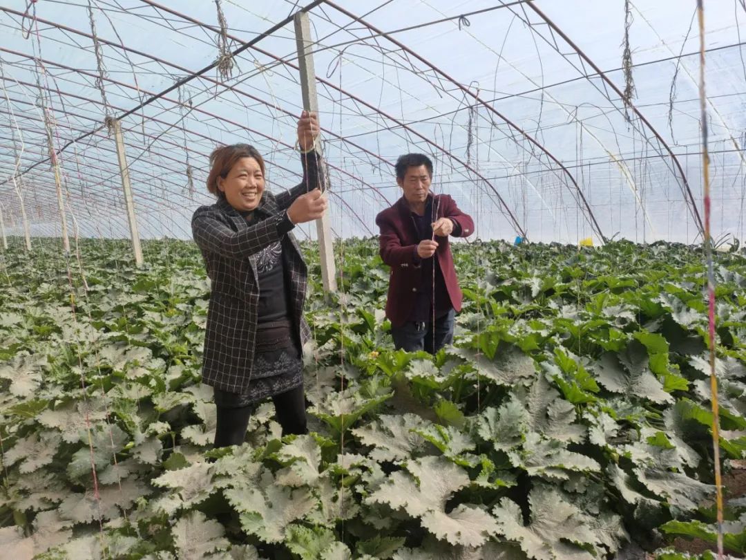 农村致富种植养殖技术_种植农村养殖致富_农村致富新项目养殖