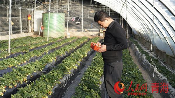 种蔬菜致富经_蔬菜种植致富_致富经种殖蔬菜视频