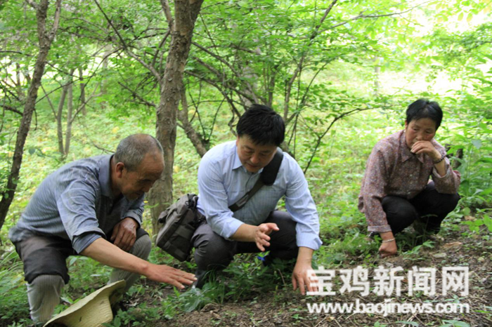 中药材种植致富经_种植药材致富典型_药材种植的致富带头人