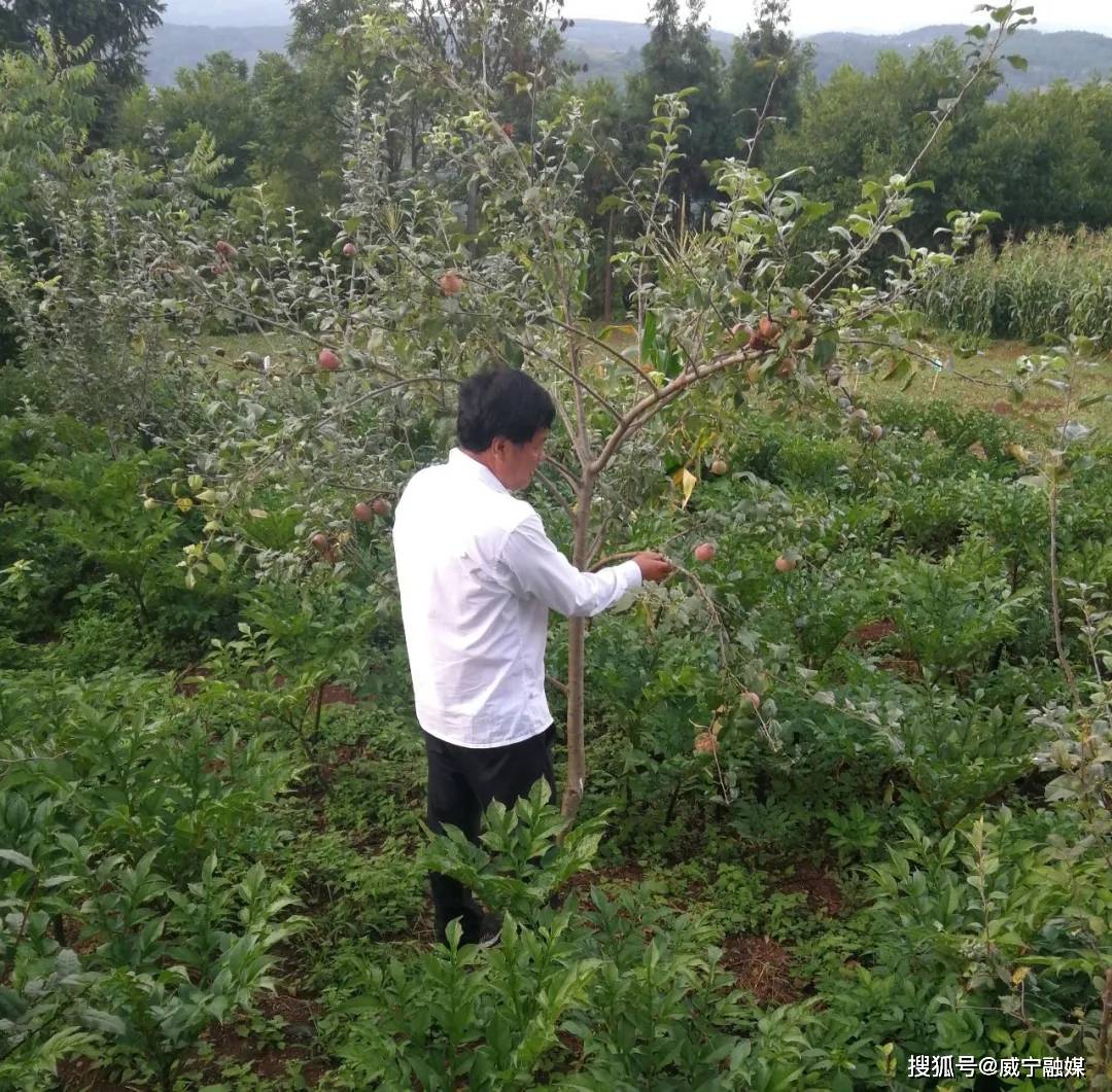 威宁：种植大户加入合作社 助力乡村振兴