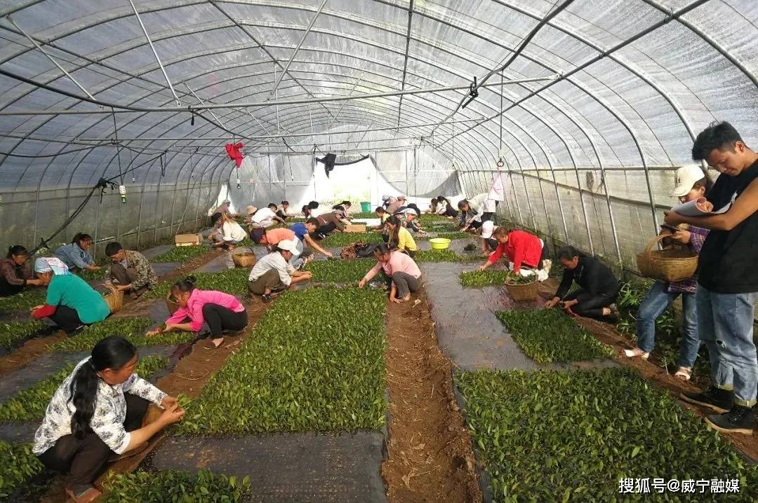 致富种植苹果文章怎么写_种植苹果致富文章_致富经种植苹果发财视频