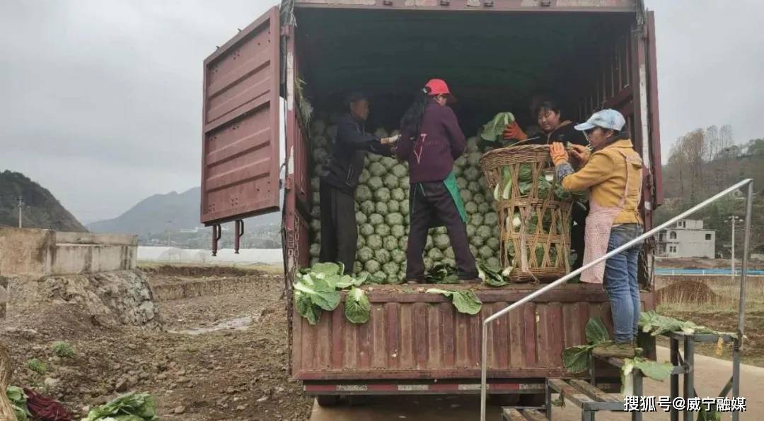 致富经种植苹果发财视频_致富种植苹果文章怎么写_种植苹果致富文章